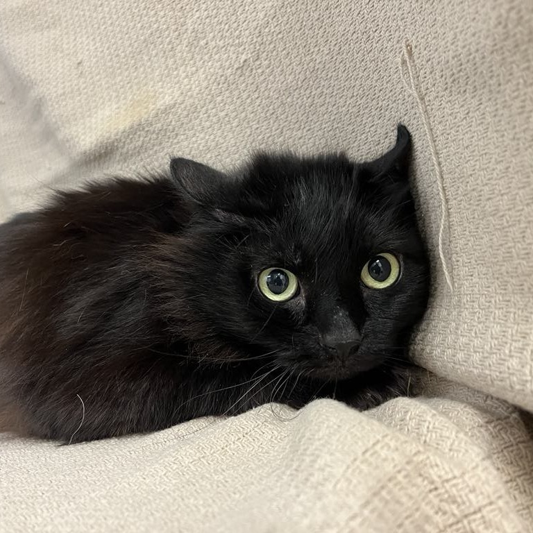 Midnight Beauty