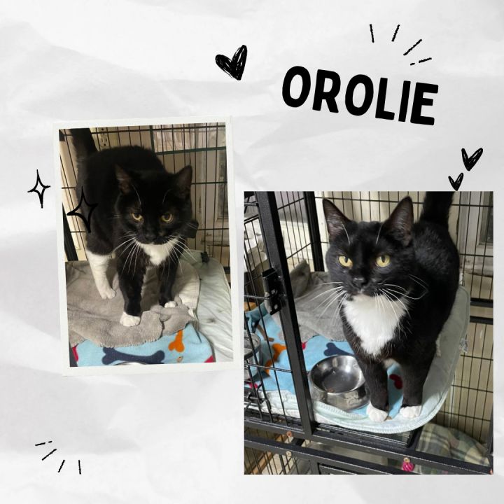 Oriole 3