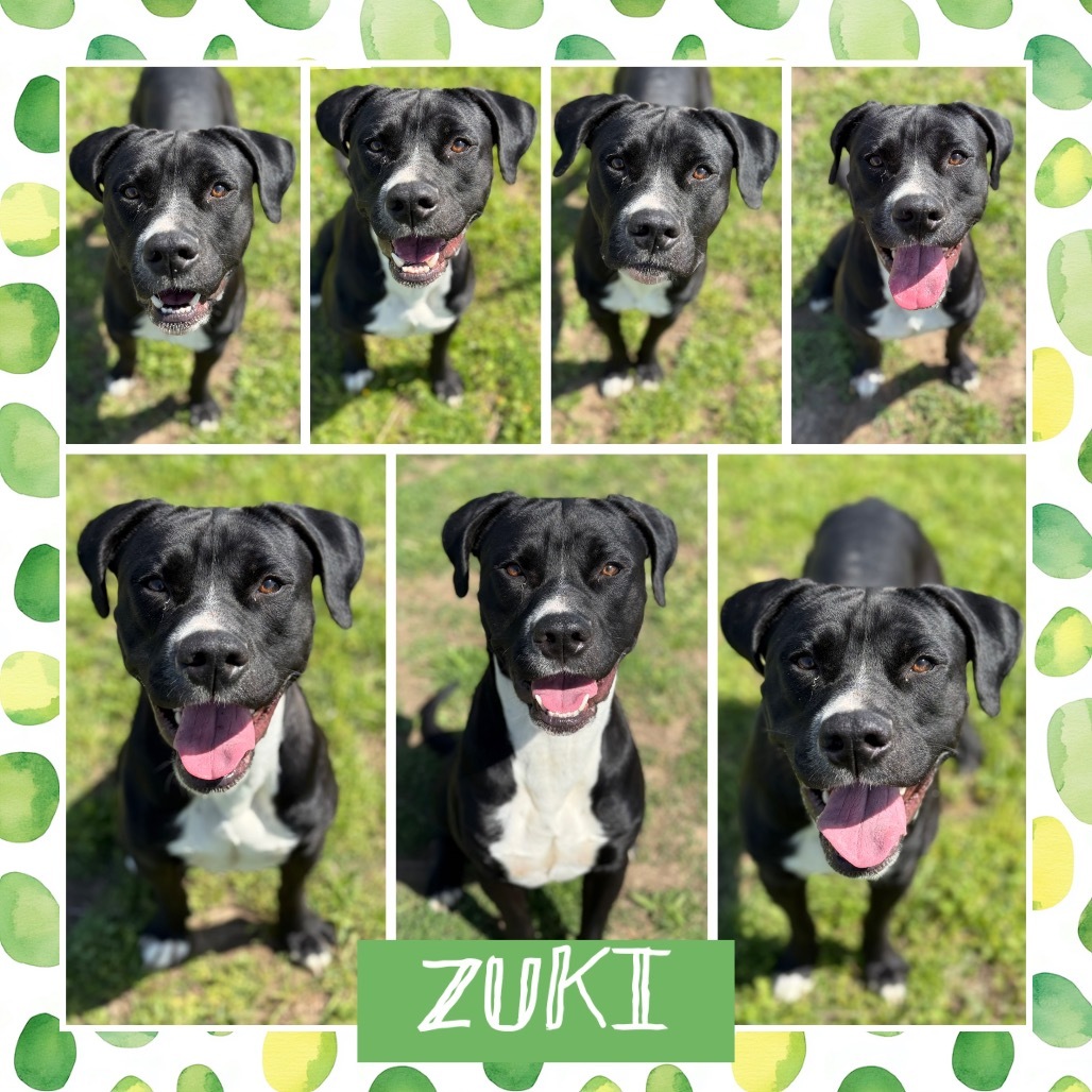 Zuki