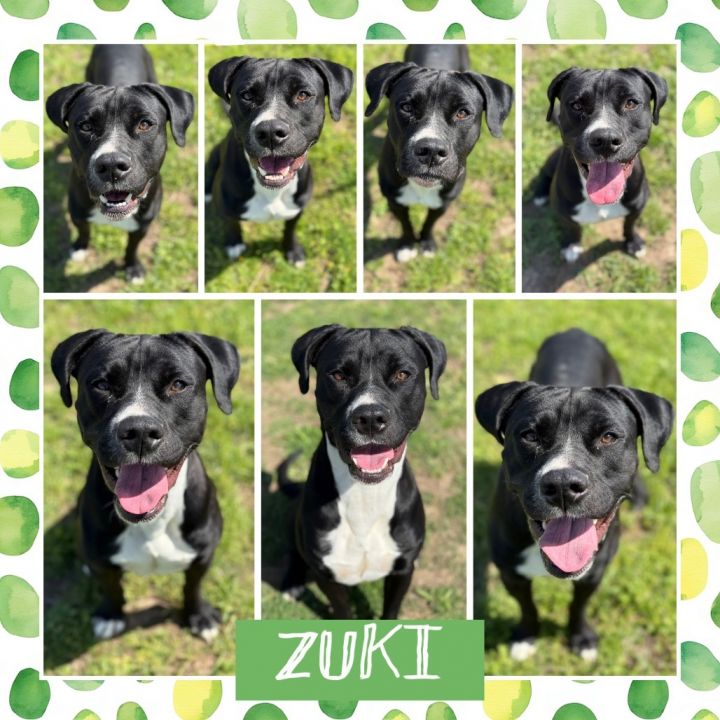 Zuki 1