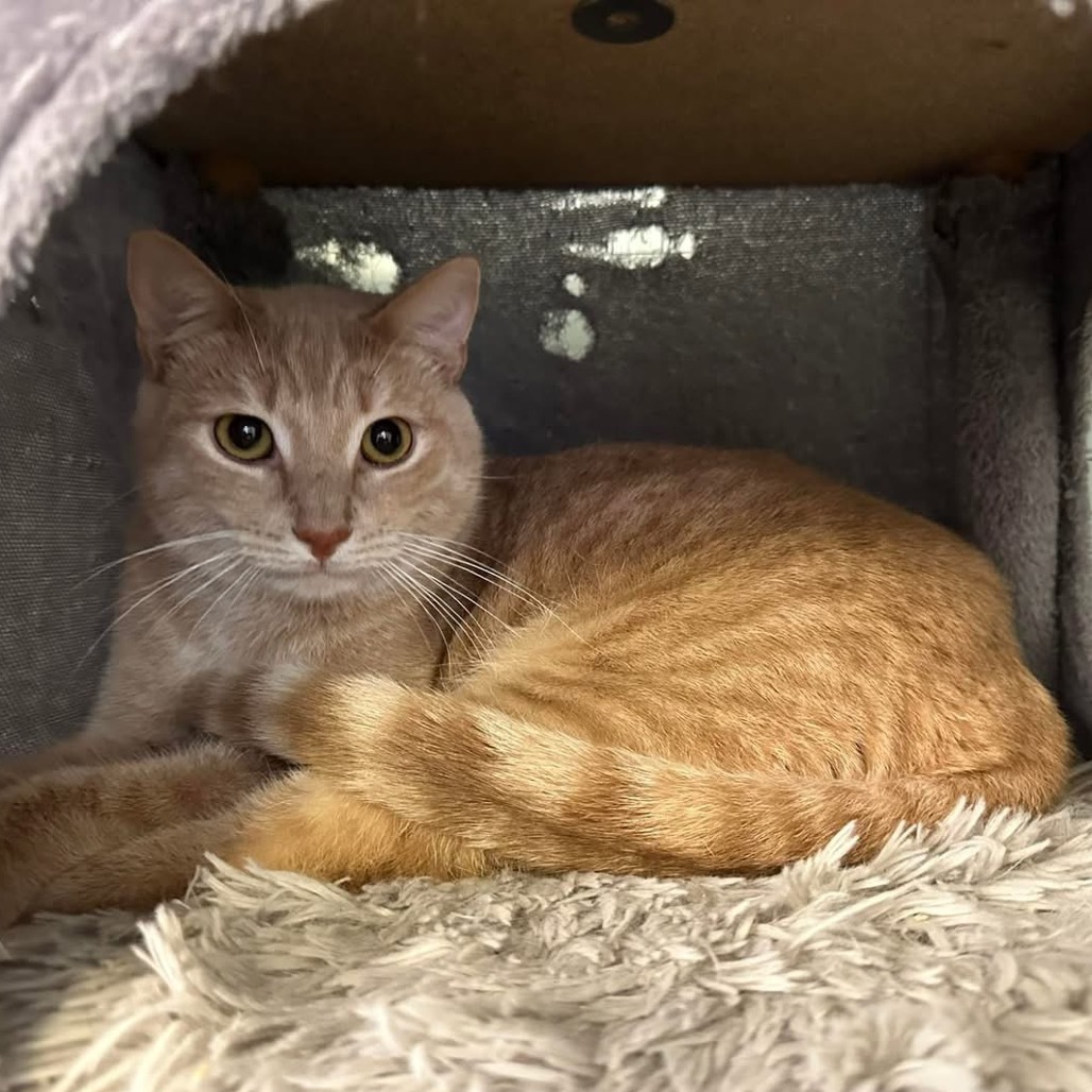 Nile, an adoptable Domestic Short Hair in Leander, TX, 78641 | Photo Image 1