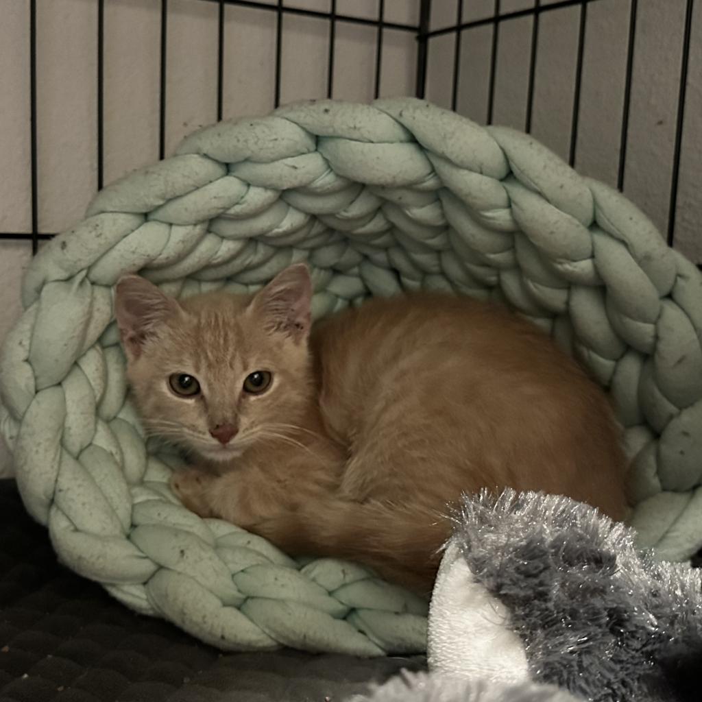 Nile, an adoptable Domestic Short Hair in Leander, TX, 78641 | Photo Image 2