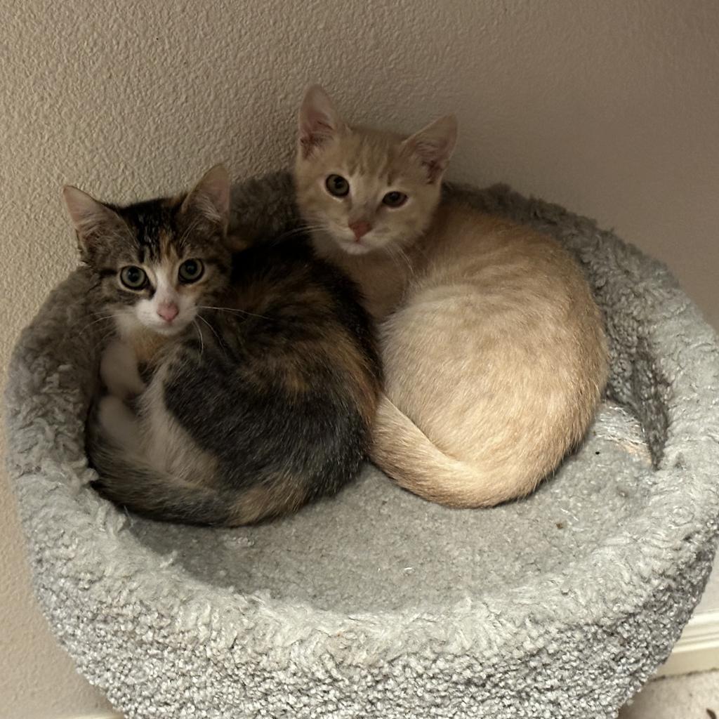 Nile, an adoptable Domestic Short Hair in Leander, TX, 78641 | Photo Image 3