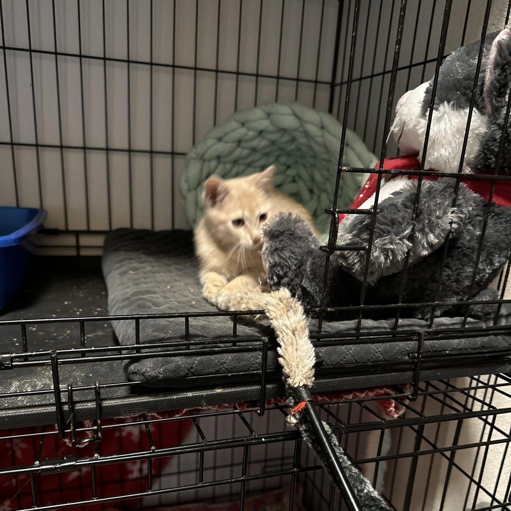 Nile, an adoptable Domestic Short Hair in Leander, TX, 78641 | Photo Image 4