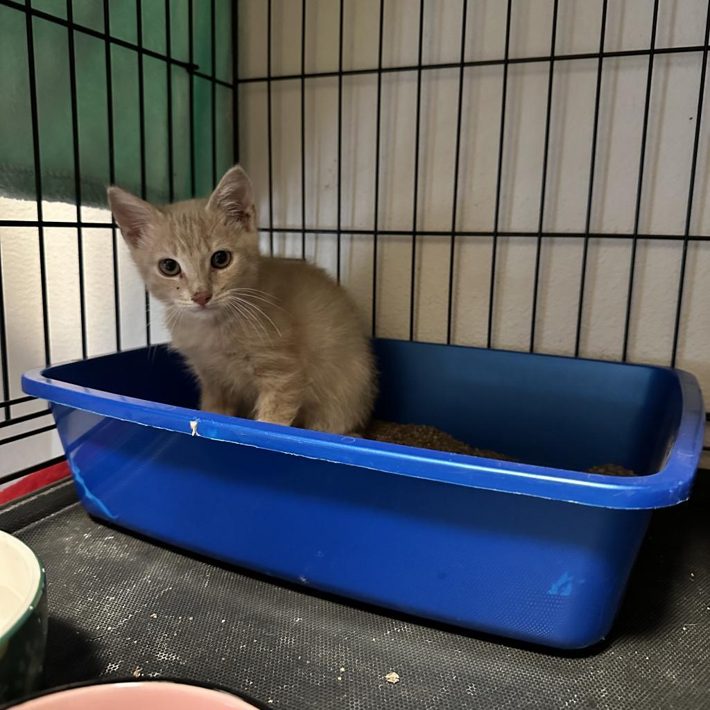 Nile, an adoptable Domestic Short Hair in Leander, TX, 78641 | Photo Image 5