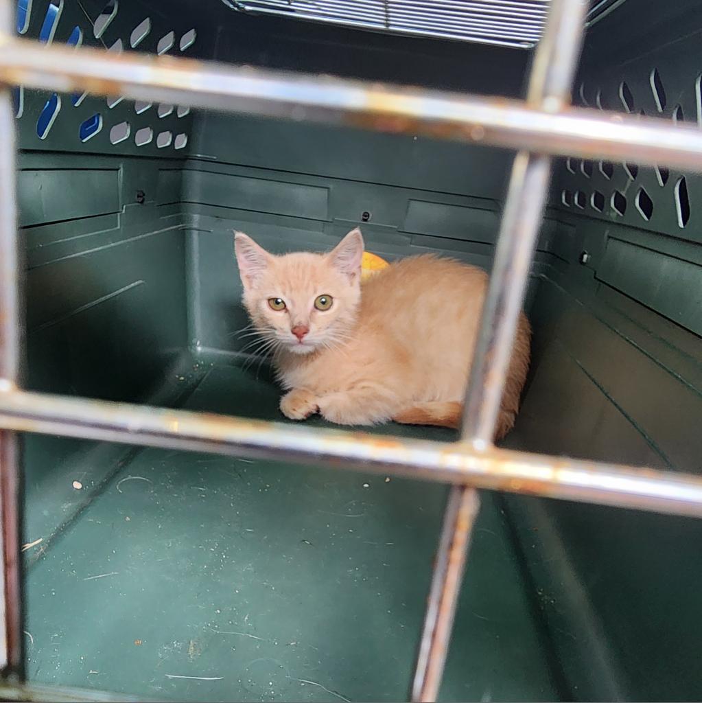 Nile, an adoptable Domestic Short Hair in Leander, TX, 78641 | Photo Image 6