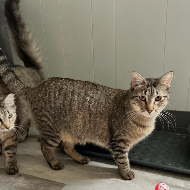 Charlotte, an adoptable Domestic Short Hair in Leander, TX, 78641 | Photo Image 1