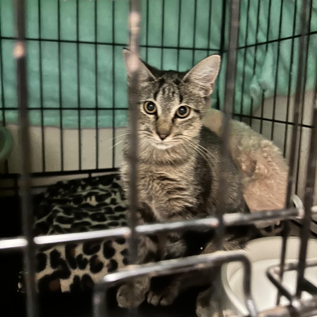 Charlotte, an adoptable Domestic Short Hair in Leander, TX, 78641 | Photo Image 2