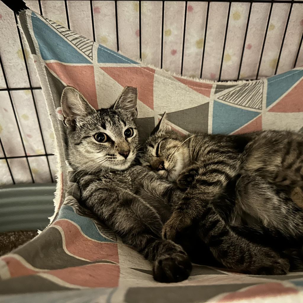 Charlotte, an adoptable Domestic Short Hair in Leander, TX, 78641 | Photo Image 3