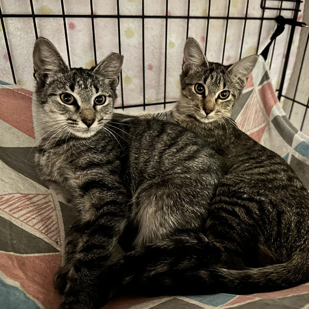 Charlotte, an adoptable Domestic Short Hair in Leander, TX, 78641 | Photo Image 4