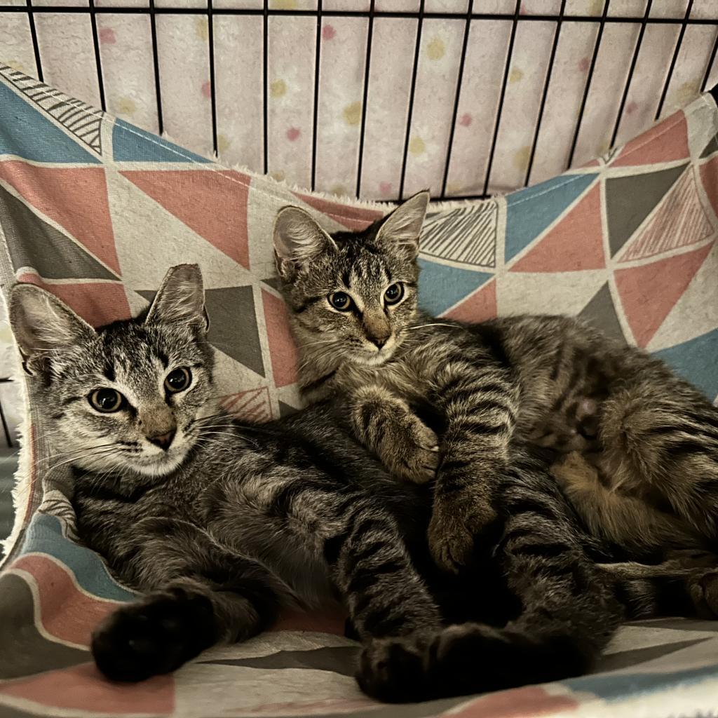 Charlotte, an adoptable Domestic Short Hair in Leander, TX, 78641 | Photo Image 5