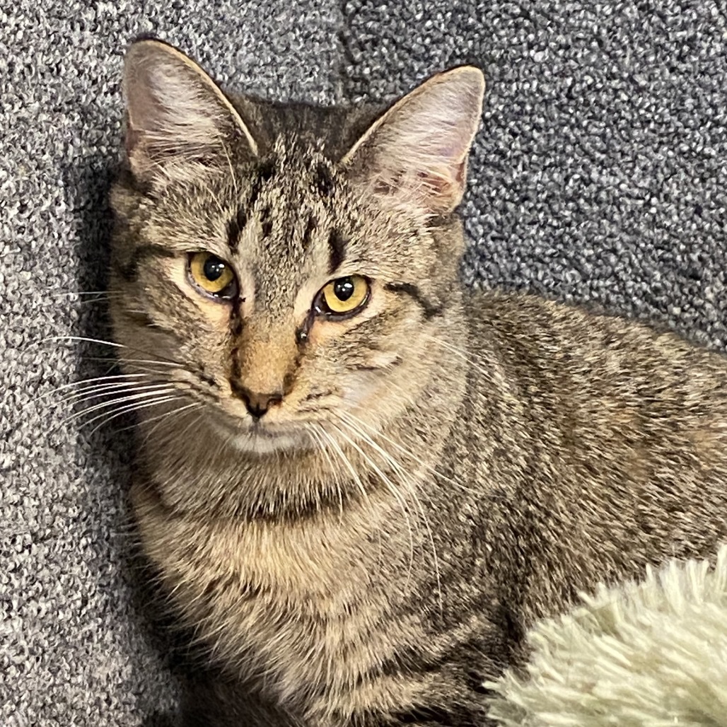 Charlotte, an adoptable Domestic Short Hair in Leander, TX, 78641 | Photo Image 6