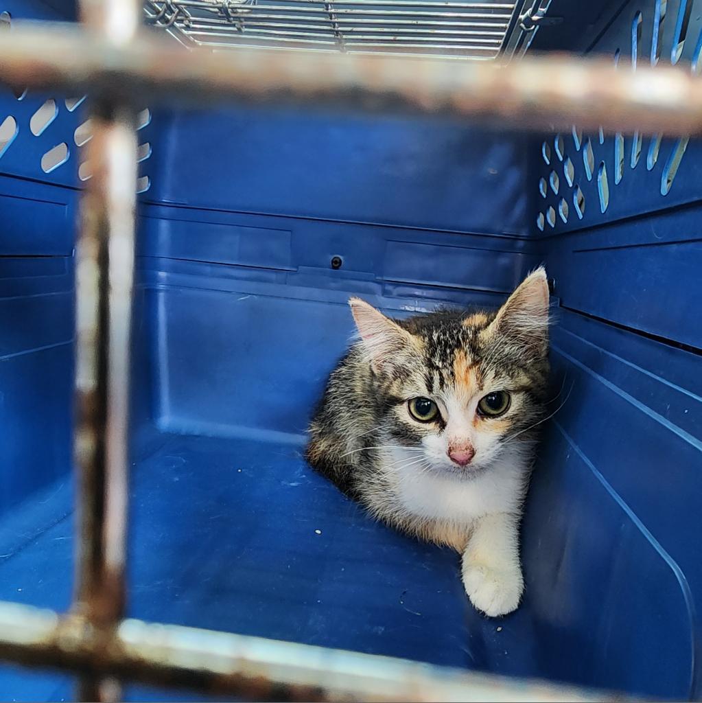 Amazon, an adoptable Domestic Short Hair in Leander, TX, 78641 | Photo Image 1