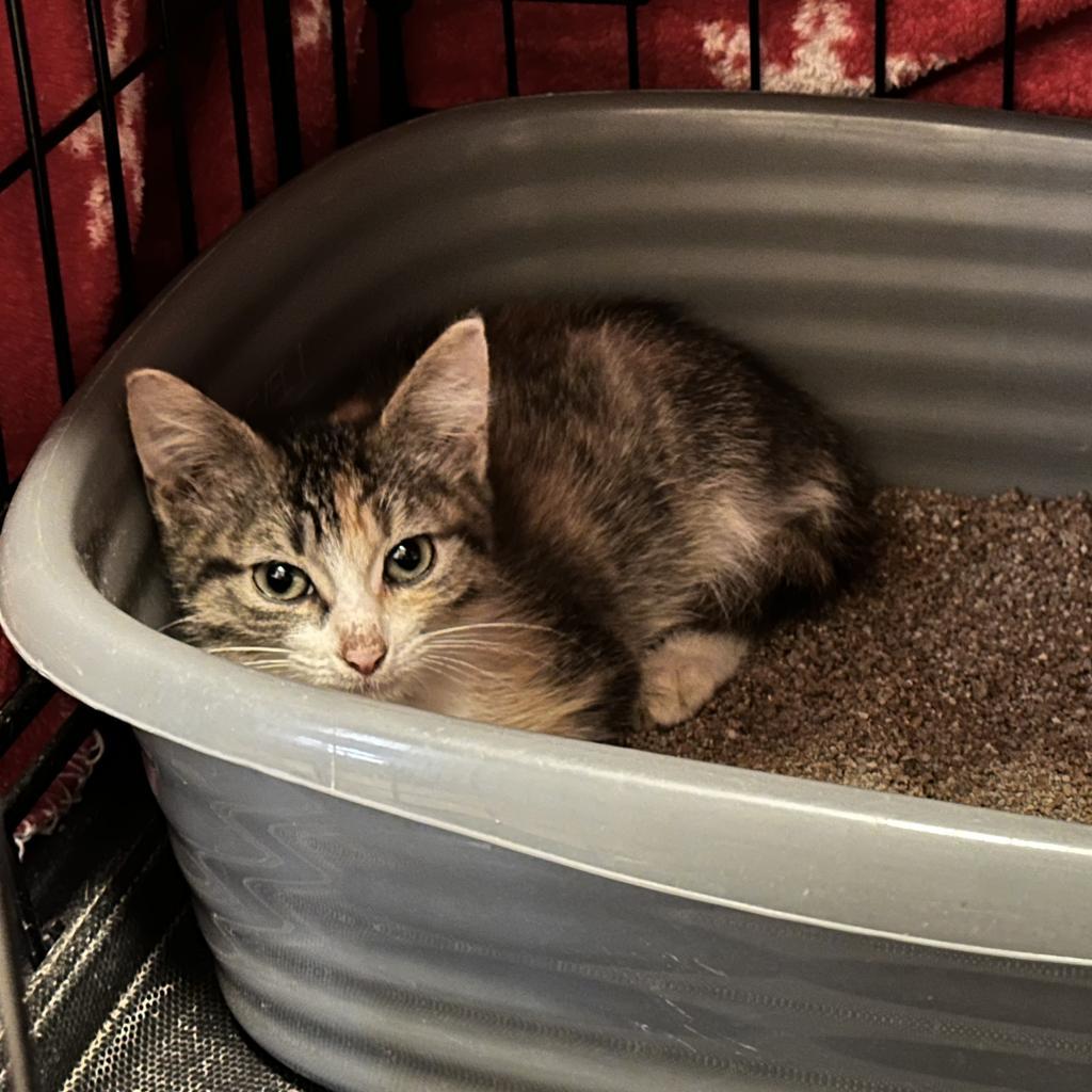 Amazon, an adoptable Domestic Short Hair in Leander, TX, 78641 | Photo Image 3