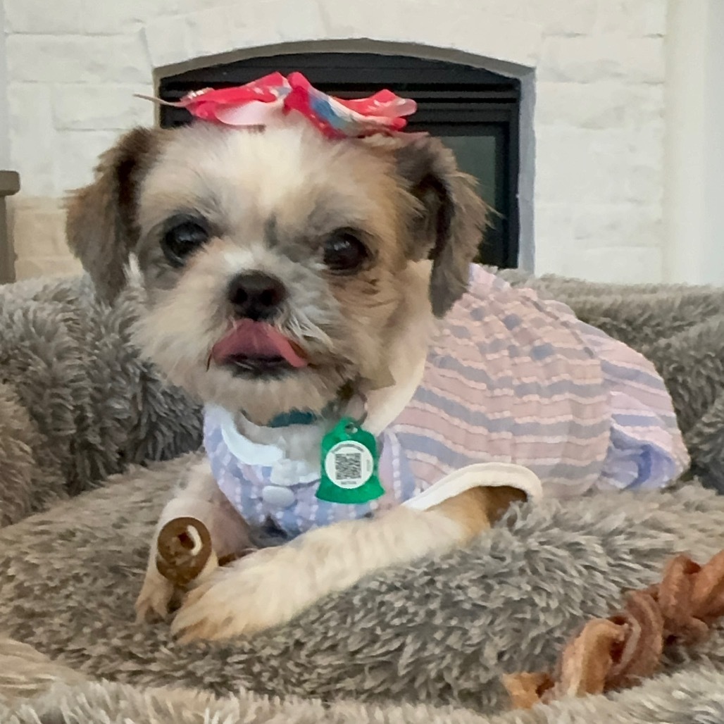 Shelby (Dallas)