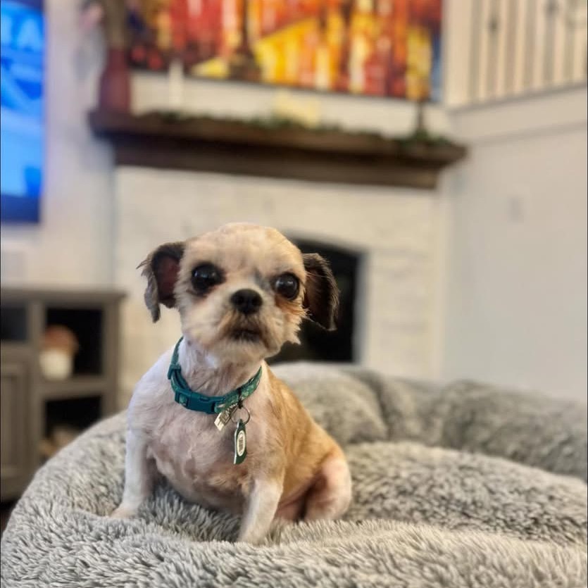 Shelby (Dallas)