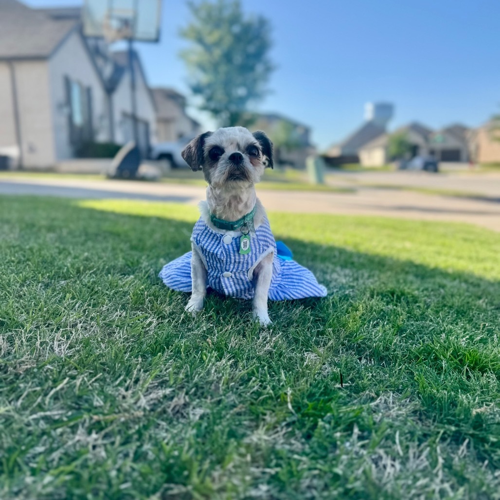 Shelby (Dallas)