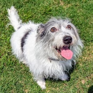 Ahoy Meet Jack Sparrow a 10-year-old Jack Russell Terrier with 25 pounds of loyalty charm and a 