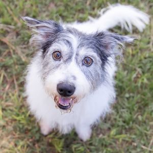 Ahoy Meet Jack Sparrow a 10-year-old Jack Russell Terrier with 25 pounds of loyalty charm and a 
