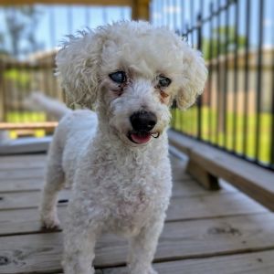 Meet Elyse a sweet 8-year-old Miniature Poodle with a big voice and an even bigger heart Weighing 