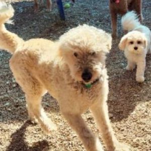 Introducing Lady Avery a 3-year-old Goldendoodle with a gentle spirit and a heart full of love Wei