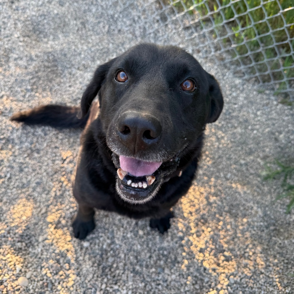 Bobinski, an adoptable Black Labrador Retriever in Detroit Lakes, MN, 56501 | Photo Image 1
