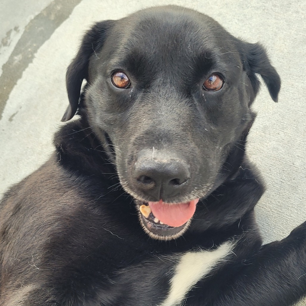 Bobinski, an adoptable Black Labrador Retriever in Detroit Lakes, MN, 56501 | Photo Image 3