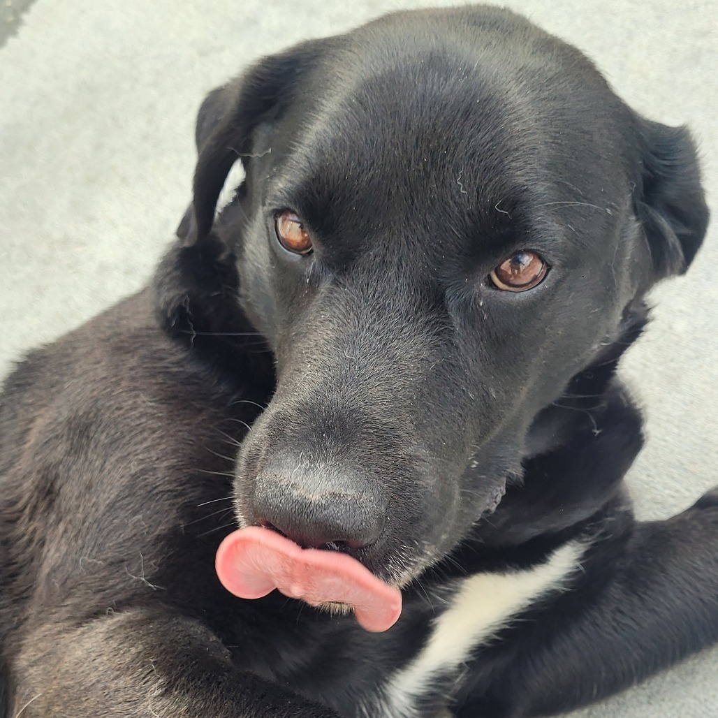 Bobinski, an adoptable Black Labrador Retriever in Detroit Lakes, MN, 56501 | Photo Image 4