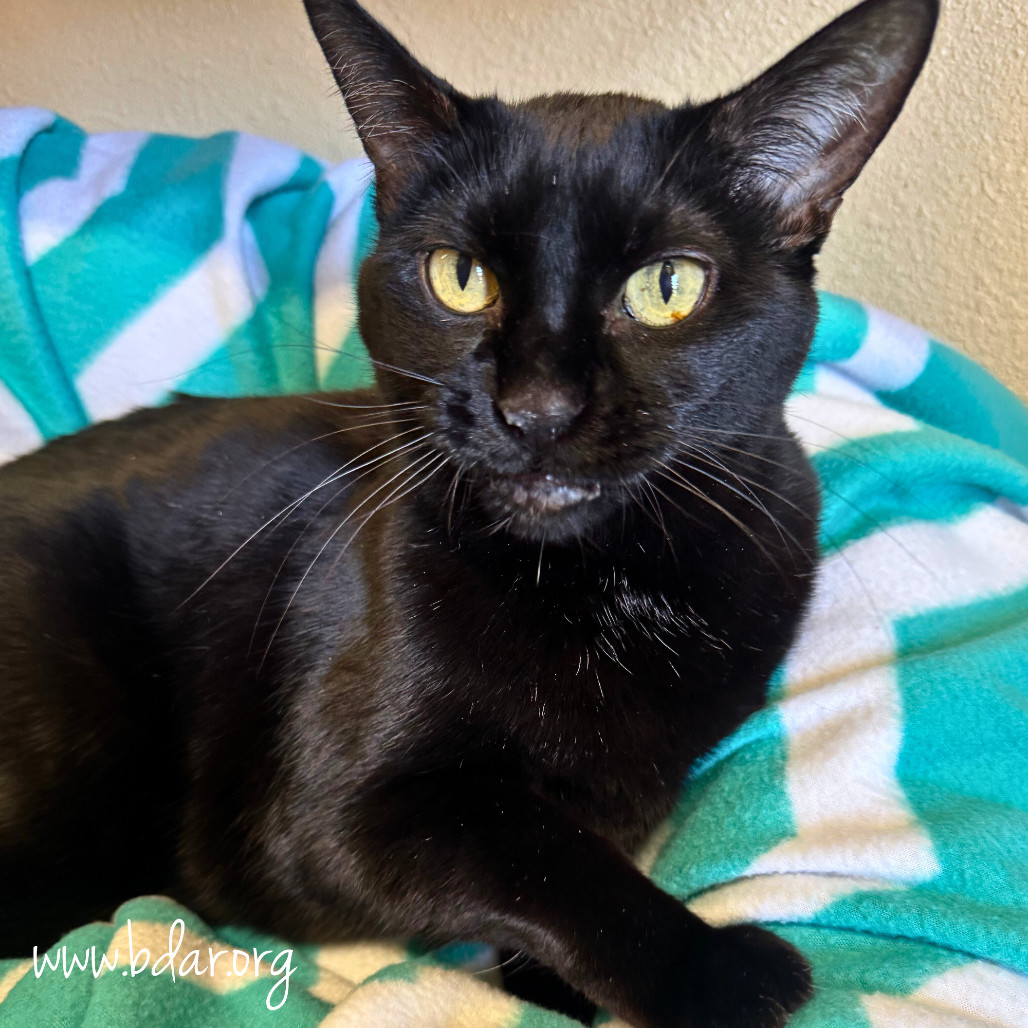 Cindy, an adoptable Domestic Short Hair in Cheyenne, WY, 82009 | Photo Image 1