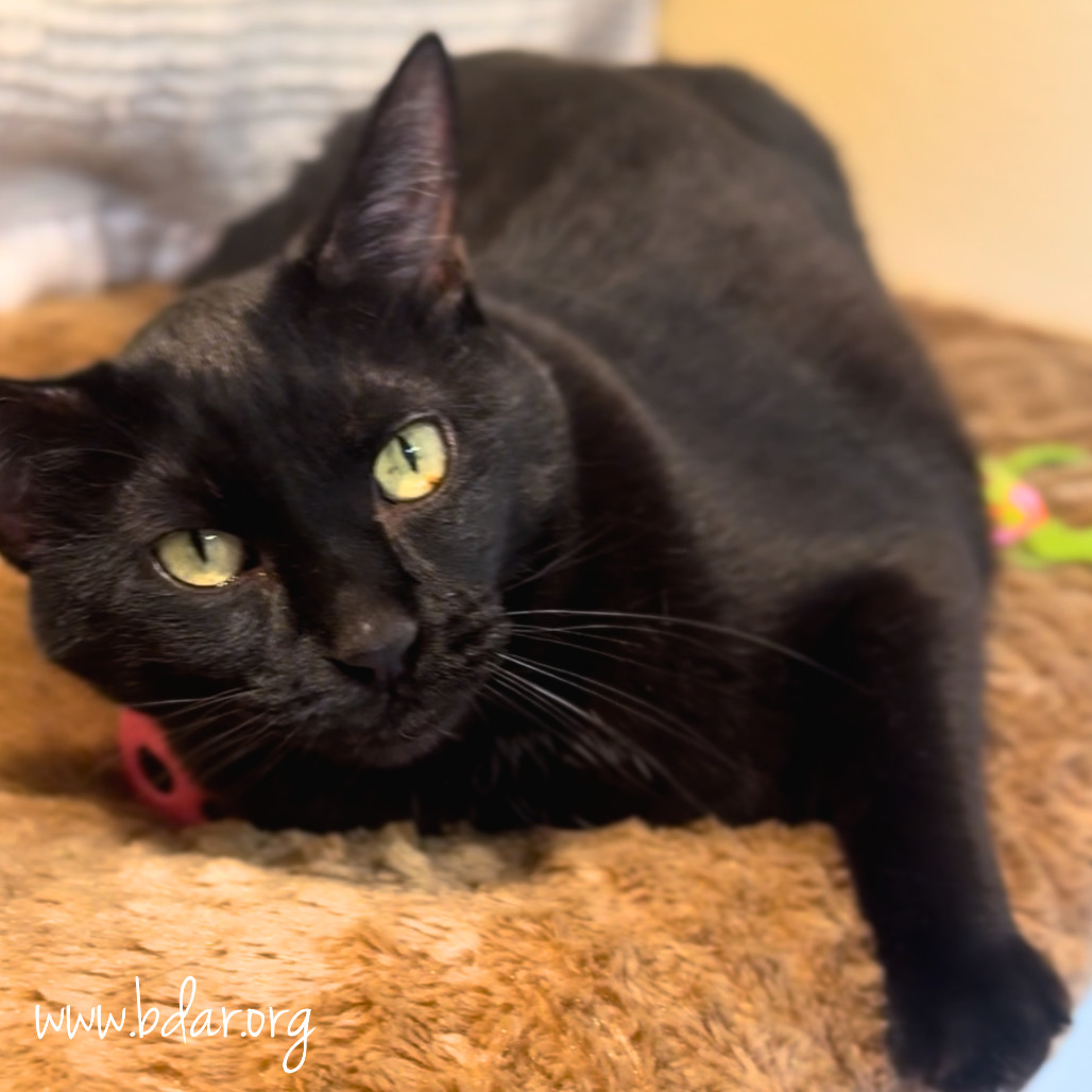 Cindy, an adoptable Domestic Short Hair in Cheyenne, WY, 82009 | Photo Image 1