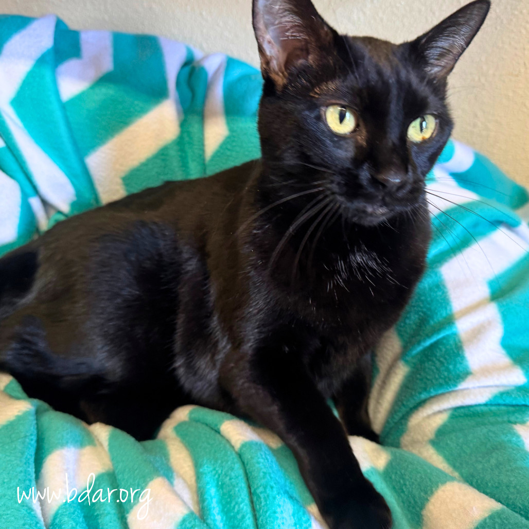 Cindy, an adoptable Domestic Short Hair in Cheyenne, WY, 82009 | Photo Image 2