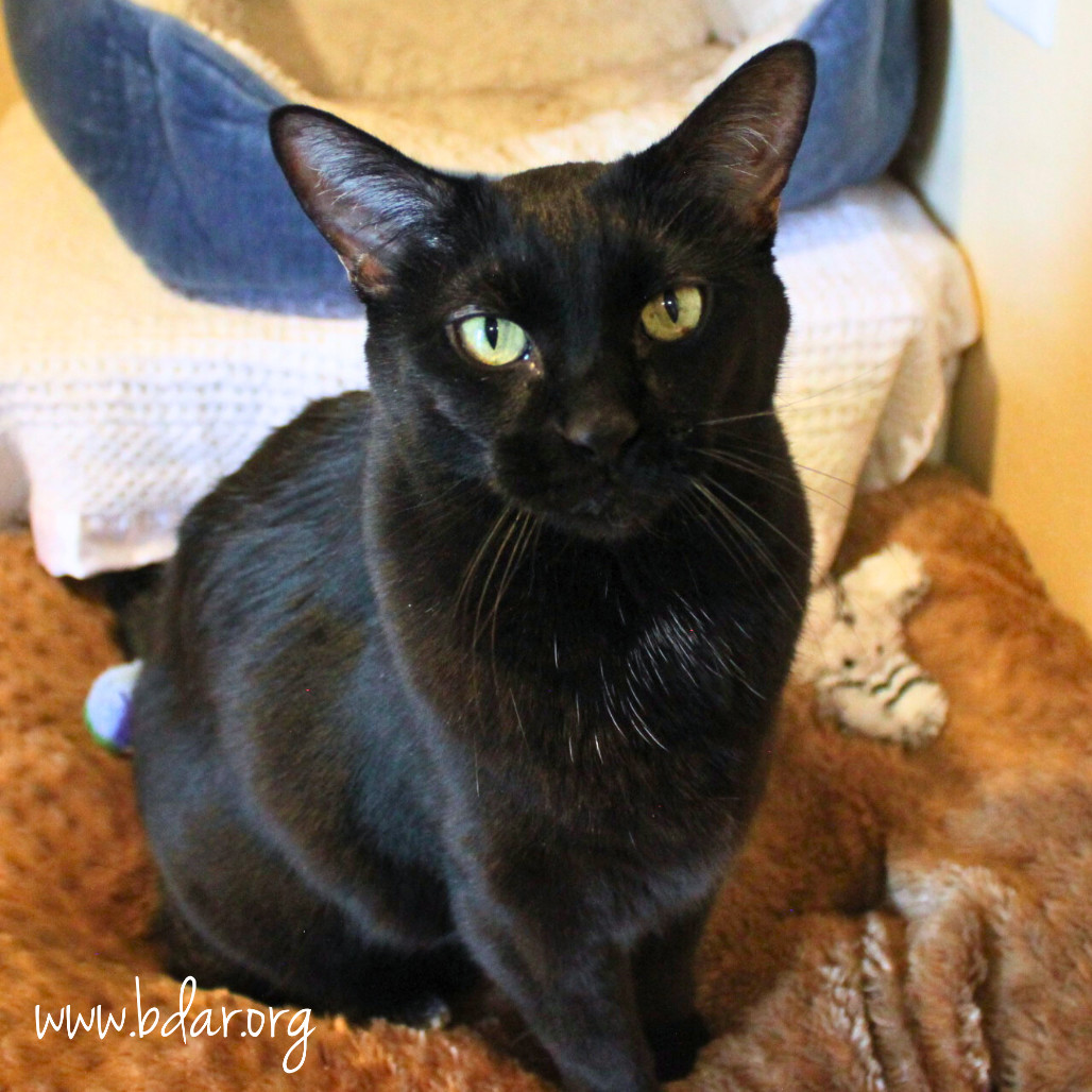 Cindy, an adoptable Domestic Short Hair in Cheyenne, WY, 82009 | Photo Image 4