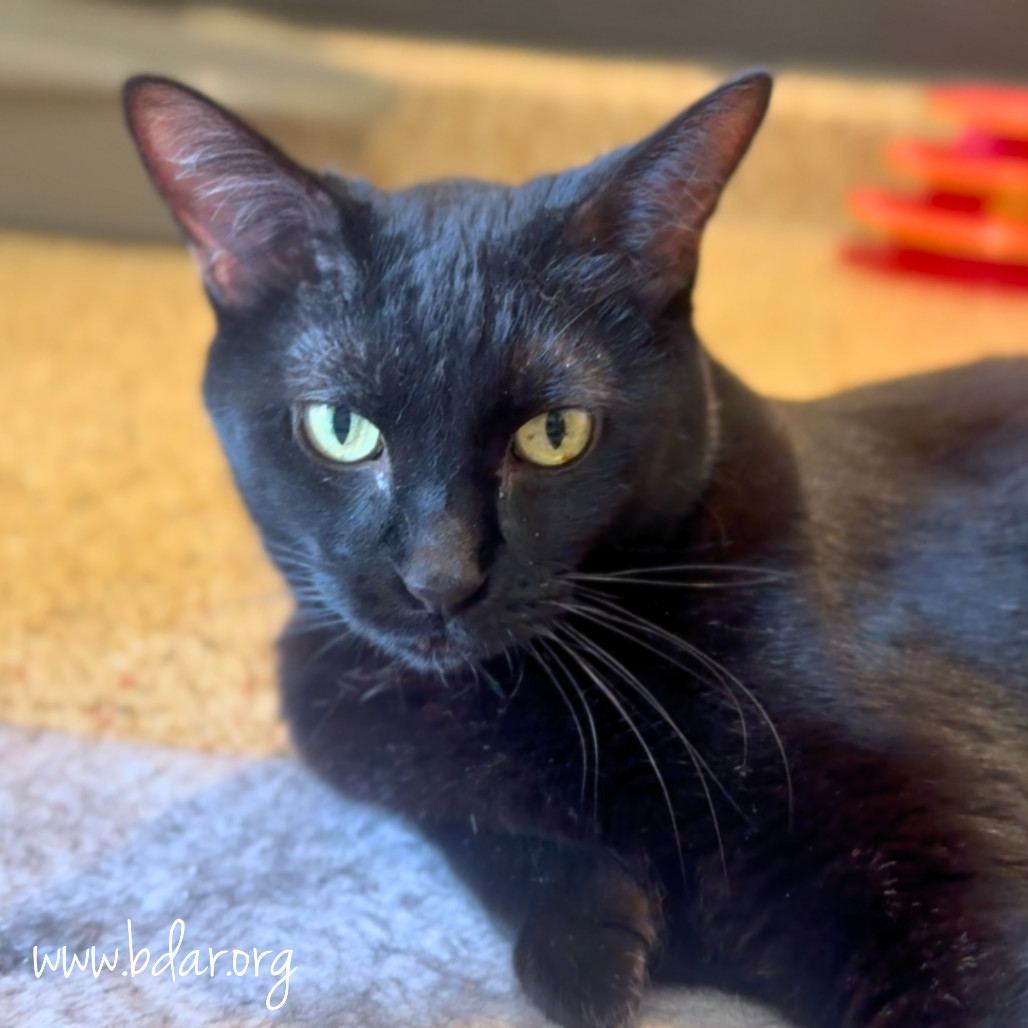 Cindy, an adoptable Domestic Short Hair in Cheyenne, WY, 82009 | Photo Image 5