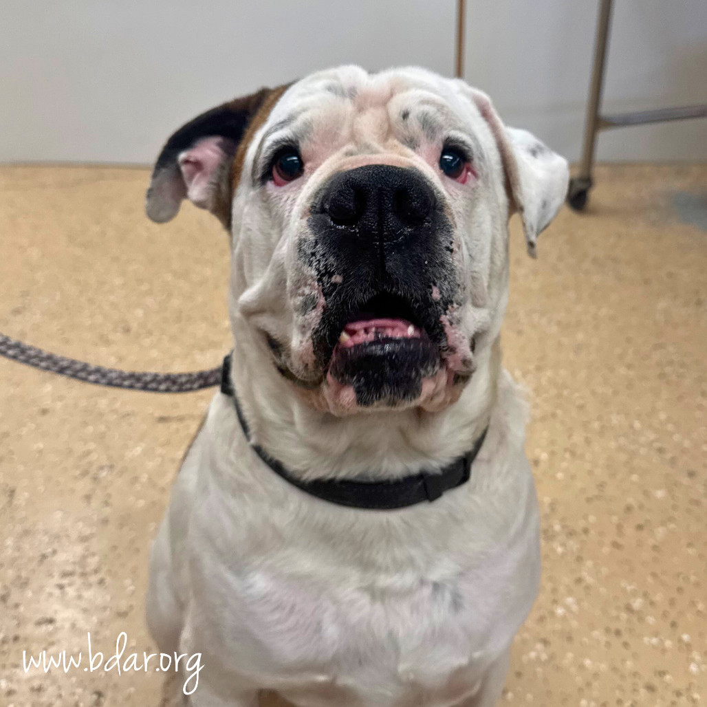 Sly, an adoptable English Bulldog, Boxer in Cheyenne, WY, 82009 | Photo Image 1