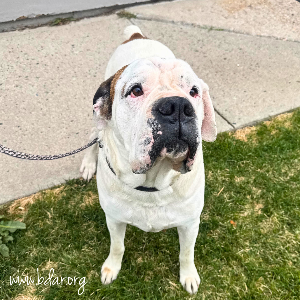 Sly, an adoptable English Bulldog, Boxer in Cheyenne, WY, 82009 | Photo Image 2