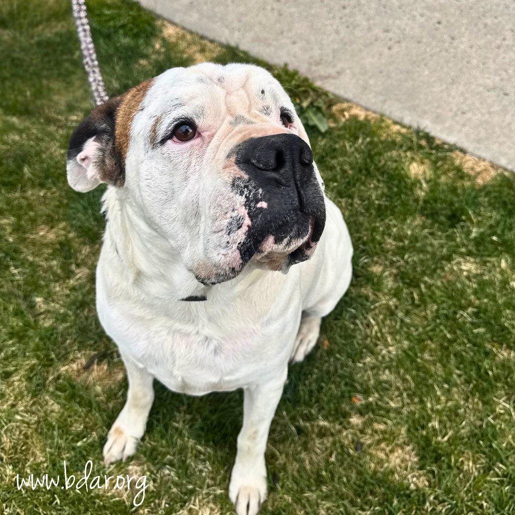 Sly, an adoptable English Bulldog, Boxer in Cheyenne, WY, 82009 | Photo Image 3