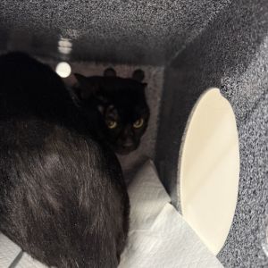 Sergio, Adult Male Domestic Short Hair