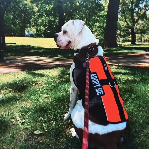 Piper