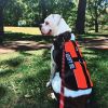 Piper photo 3