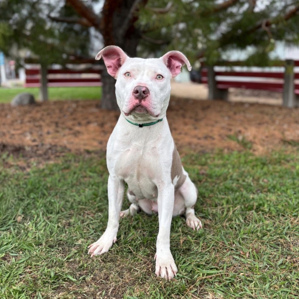 Jules--In Foster