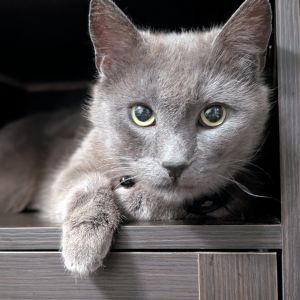 Meet Newton a handsome and affectionate gentleman with a heart full of love and
