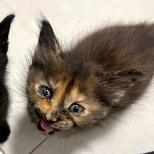 Bingo, Baby Male Domestic Long Hair