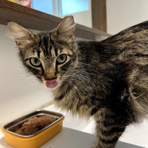 Chili was rescued with her 3 babies from a parking lot in Orange County While her kittens have been