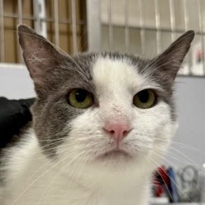 Hook is currently in foster care and ready for adoption via our virtual process Learn more about hi