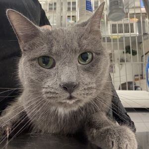 Frack is currently in foster care and ready for adoption via our virtual process Learn more about h