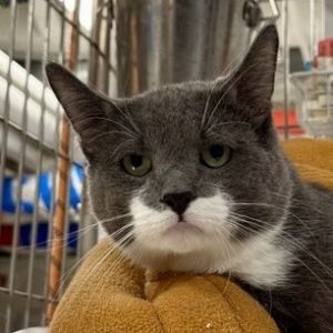 Ears is currently in foster care and ready for adoption via our virtual process Learn more about hi