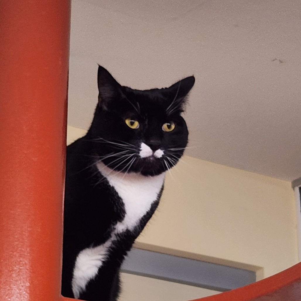 Archie