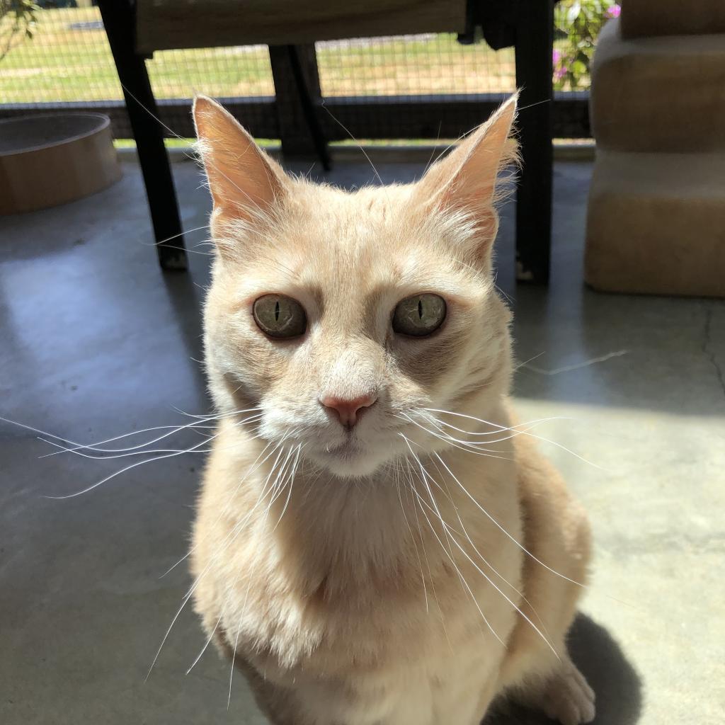 Frenchi, an adoptable Domestic Short Hair in Fort Bragg, CA, 95437 | Photo Image 1