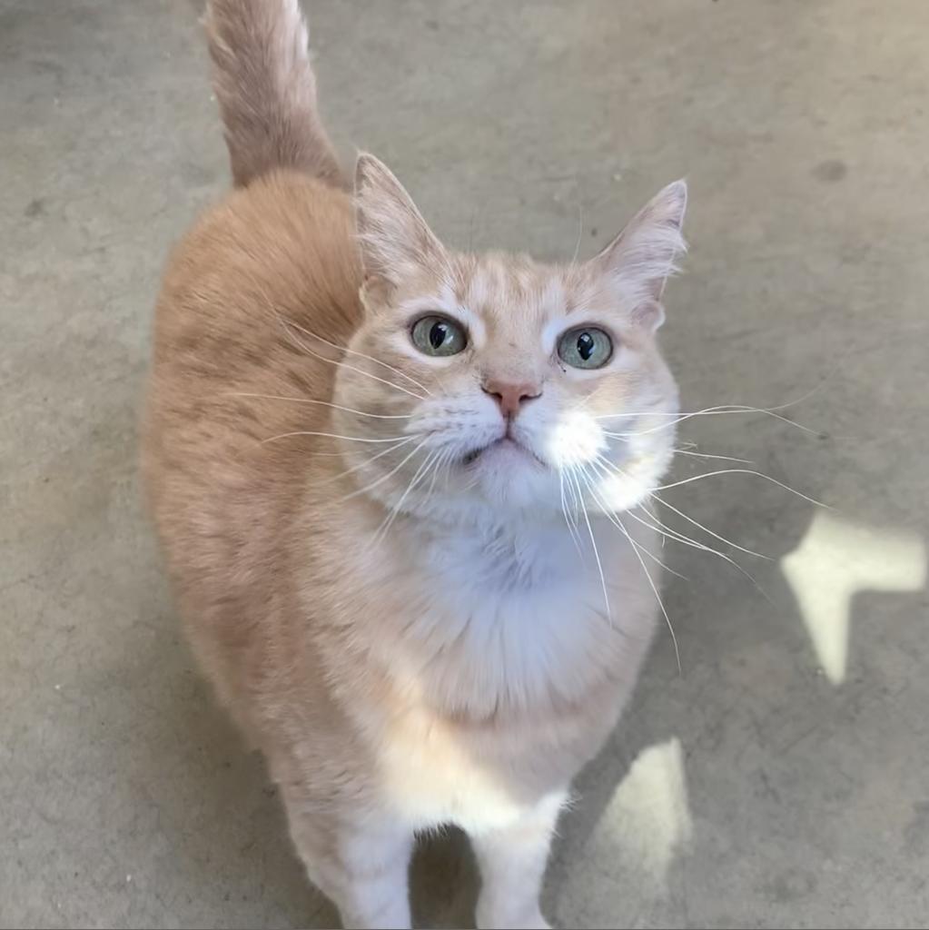 Frenchi, an adoptable Domestic Short Hair in Fort Bragg, CA, 95437 | Photo Image 2