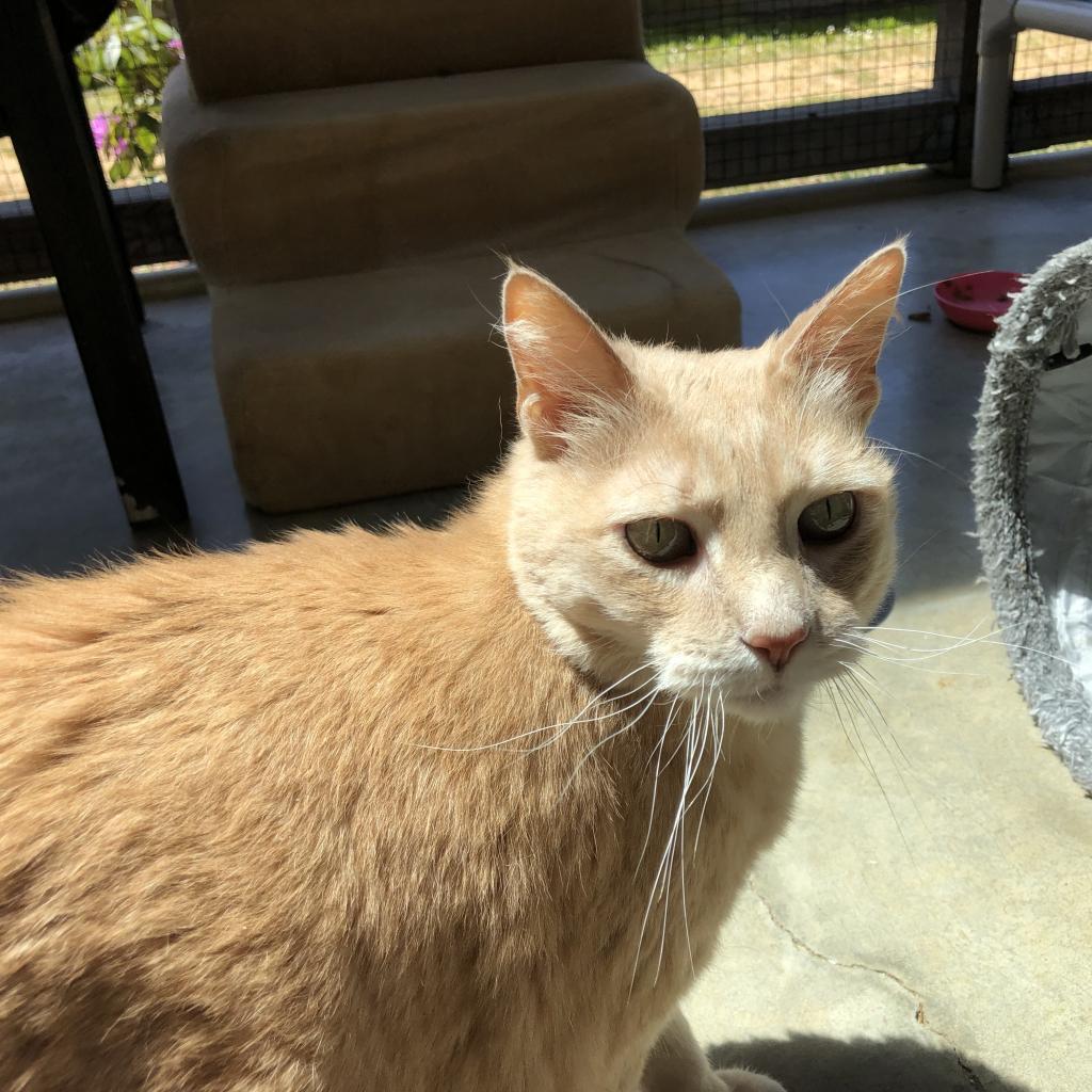 Frenchi, an adoptable Domestic Short Hair in Fort Bragg, CA, 95437 | Photo Image 3
